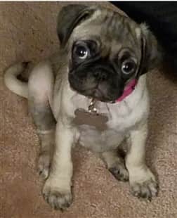 pug-puppy-female